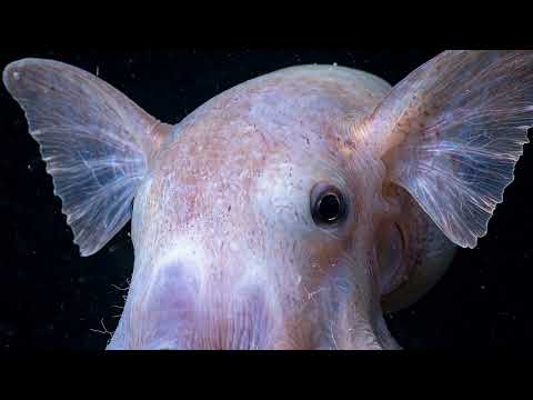 Episode 1 — Dumbo Octopus